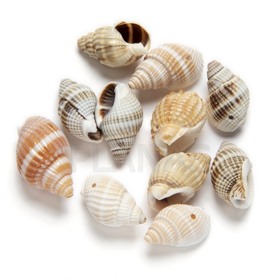 Sea shells. pack of 10 units. 1 hole.